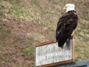 Bald eagle sitting on a sign at the Kodiak Sportsman's Lodge in Kodiak Island, Alaska.
