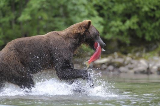 brown bear in river with salmon in his mouth