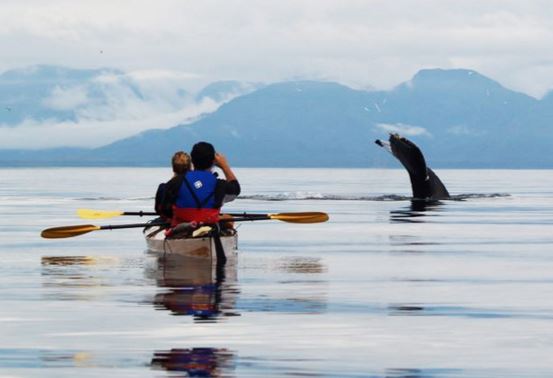 Kayaking with whales in the Icey Strait