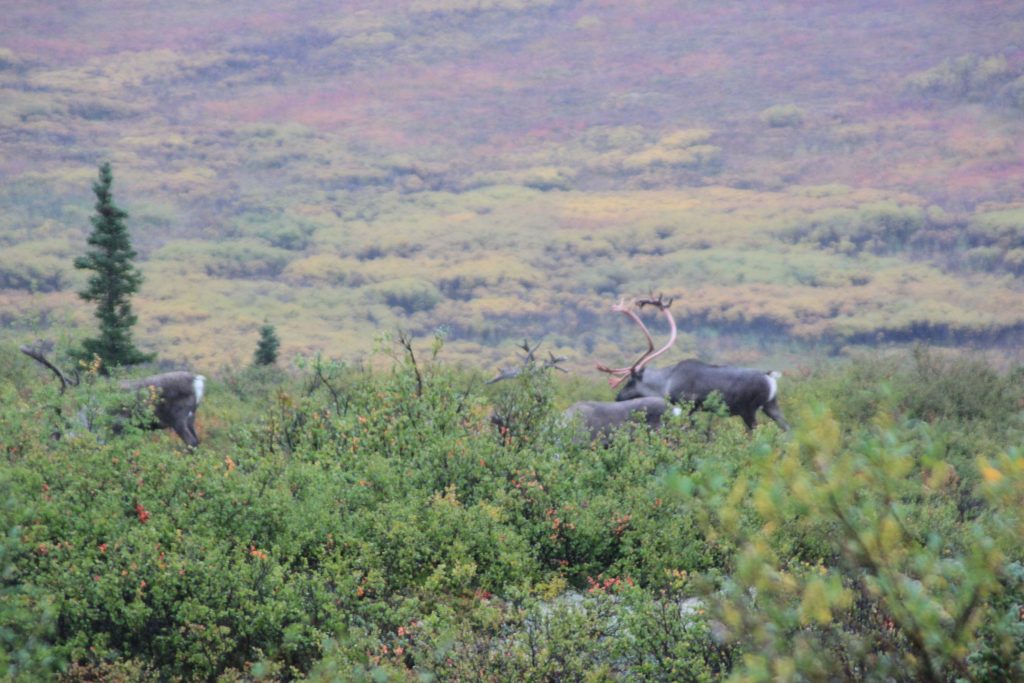 Denali National Park caribou