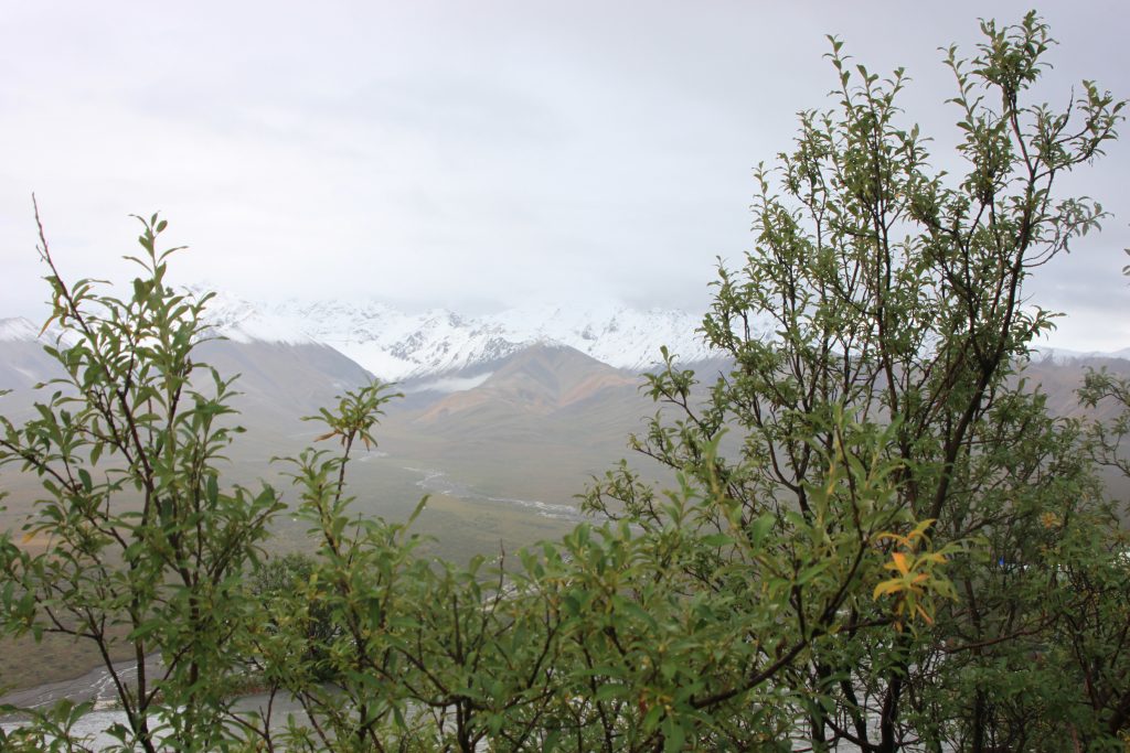 Denali National Park mountain