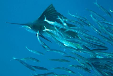 Costa Rica sailfish feeding Luxurious Fishing Vacations 855-711-7773