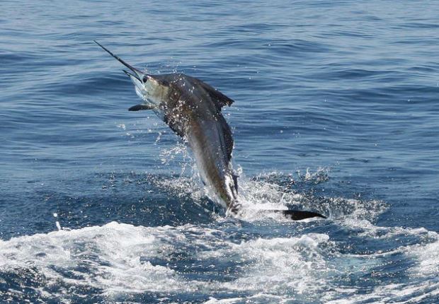 Costa Rica Sailfish Jumping