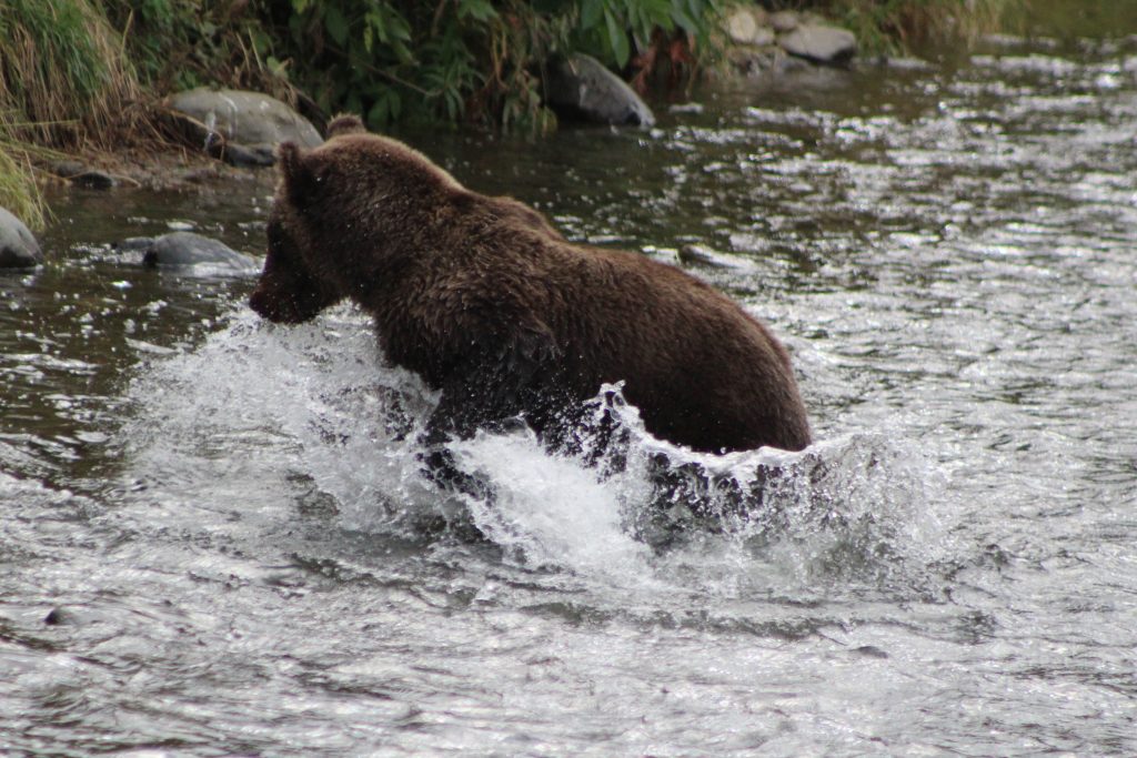 Sub Adult Bear fishing