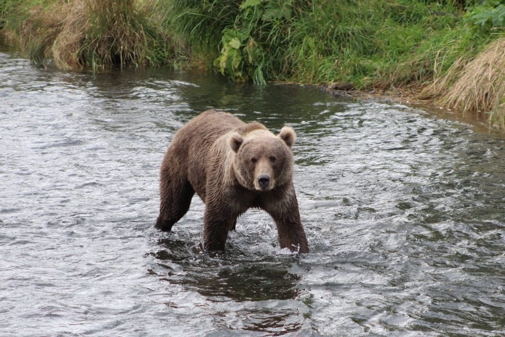 Kodiak brown bear in Thumb River