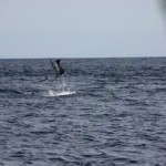 Luxurious Fishing Vacations Sailfishing